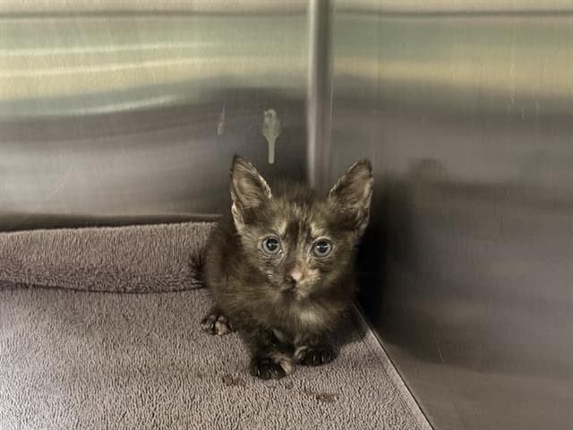 Rachel - Domestic Short Hair