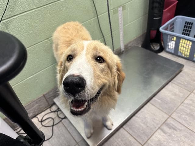 Evangeline - Great Pyrenees