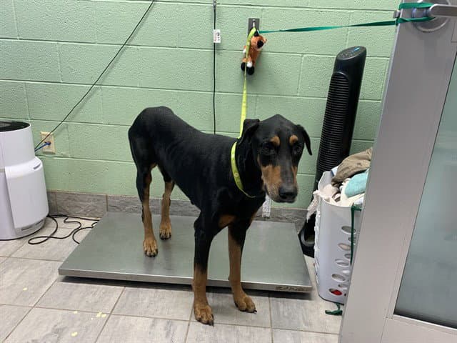Sammy - Doberman Pinscher
