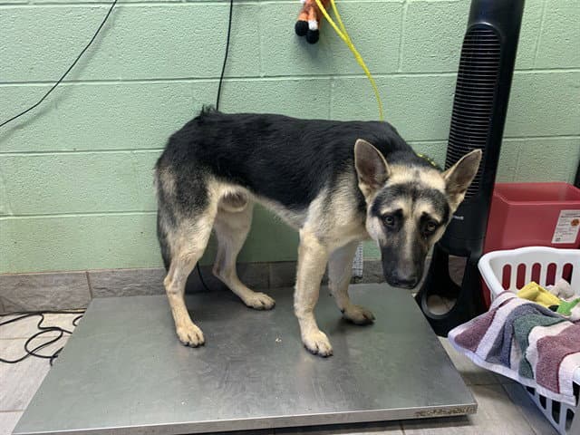 Brock - German Shepherd Dog