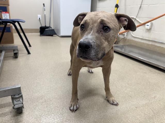 Maymay - American Staffordshire Terrier