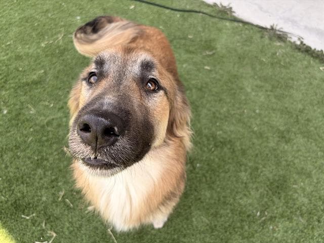 Fred - German Shepherd Dog