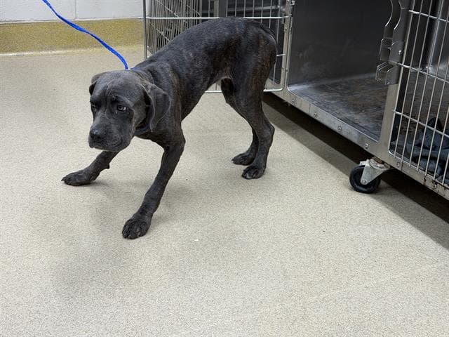 Shorty - Cane Corso Mastiff