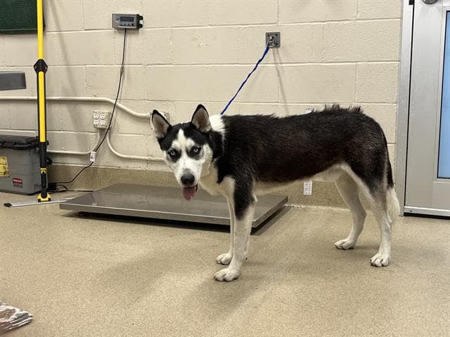 Borris - Siberian Husky