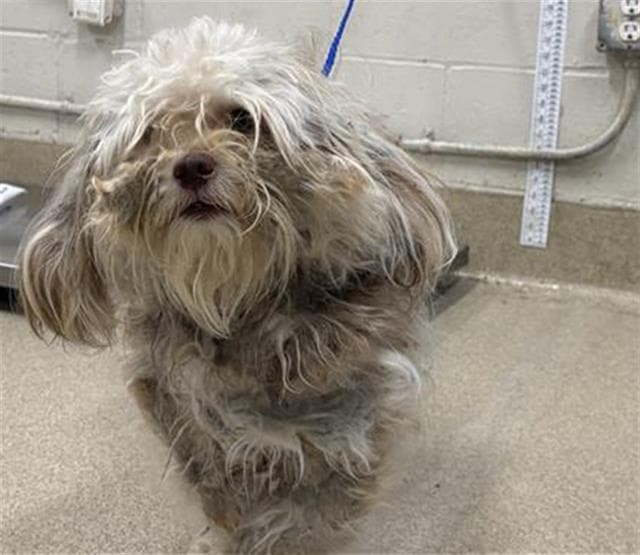 Rugrat - Maltese