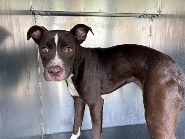 Thin Mint - Patterdale Terrier (Fell Terrier)
