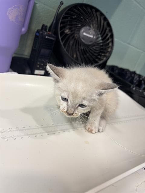 Snowy - Domestic Short Hair