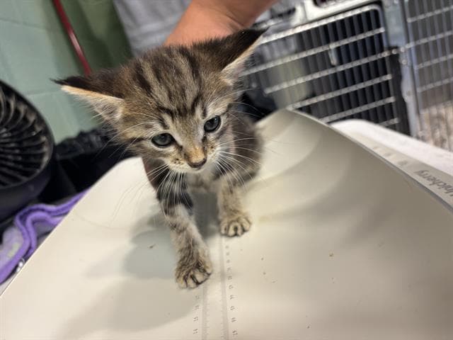 Windy - Domestic Short Hair