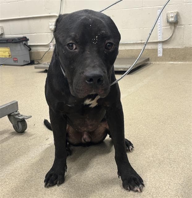 Bishop - American Staffordshire Terrier