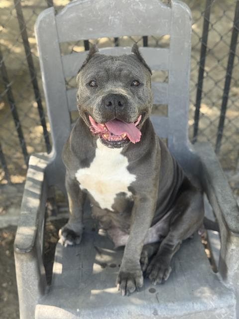 Bertha - Pit Bull Terrier