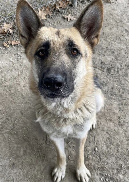 Sprinkles - German Shepherd Dog