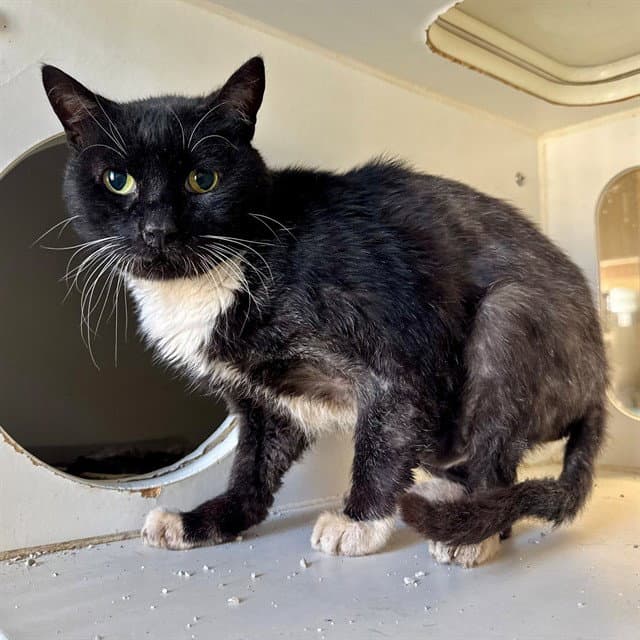 Toby - Domestic Short Hair