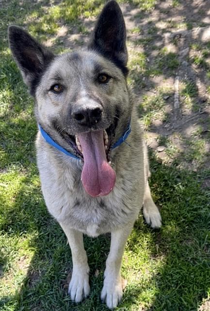 Rocky - German Shepherd Dog