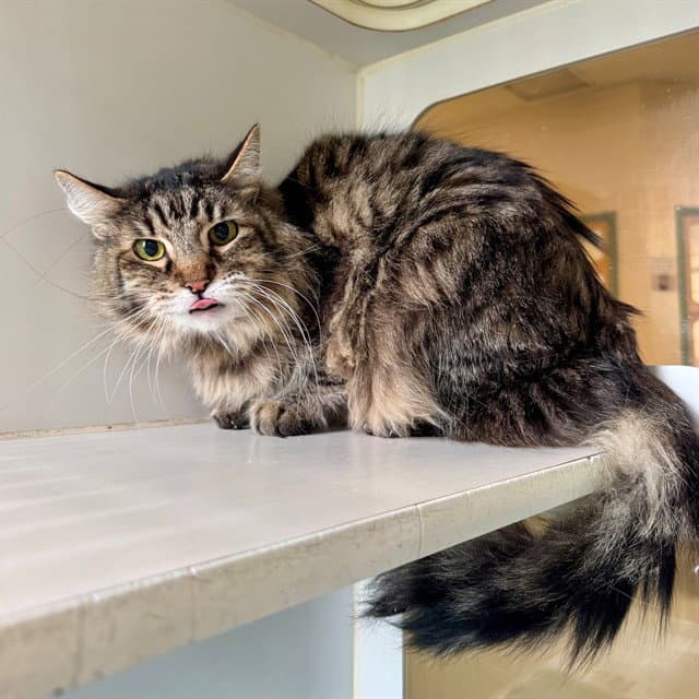 Robin - Domestic Short Hair