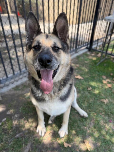Max - German Shepherd Dog