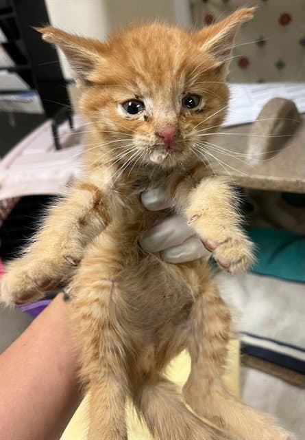 Garfield - Domestic Short Hair
