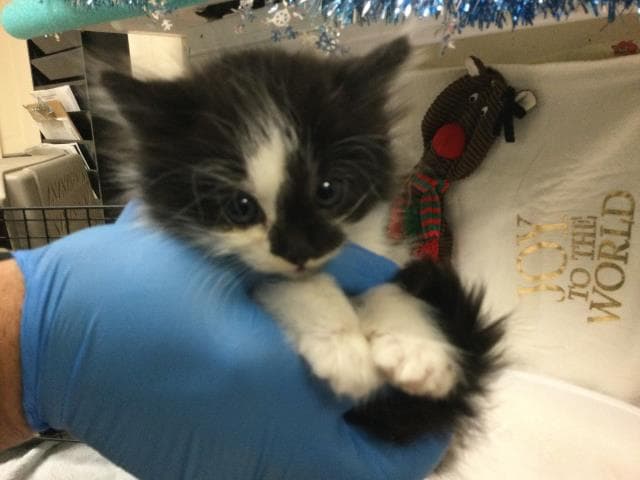 Ash - Domestic Short Hair