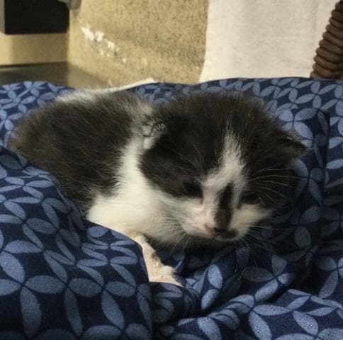 Colette - Domestic Short Hair