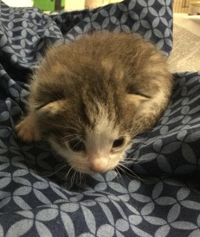 Chance - Domestic Short Hair