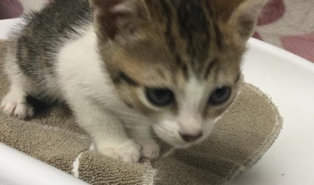 Dixie - Domestic Short Hair