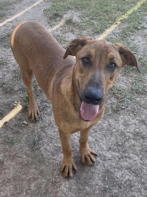 Miles - Rhodesian Ridgeback