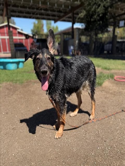 Sandy - German Shepherd Dog