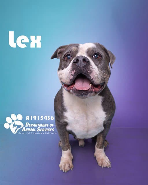 Lex - Pit Bull Terrier
