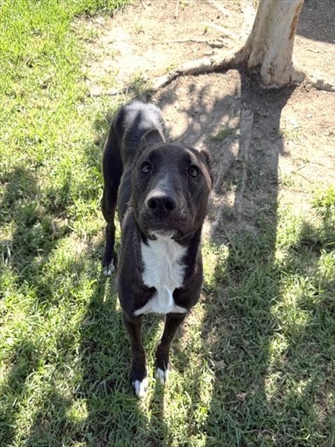 Ryan - Pit Bull Terrier