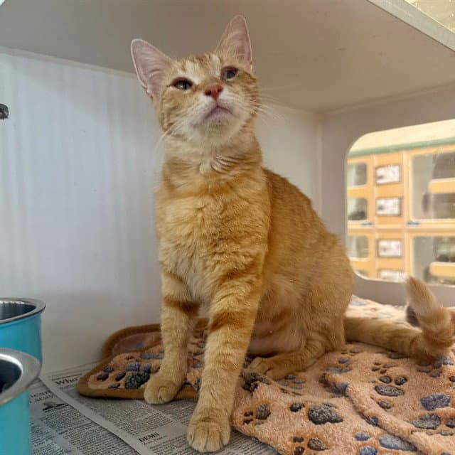 Citrus - Domestic Short Hair