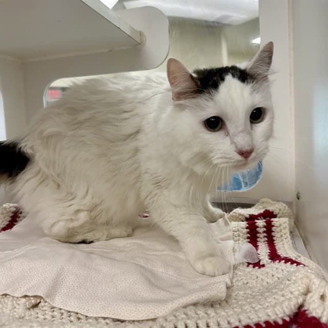 Punky - Domestic Short Hair