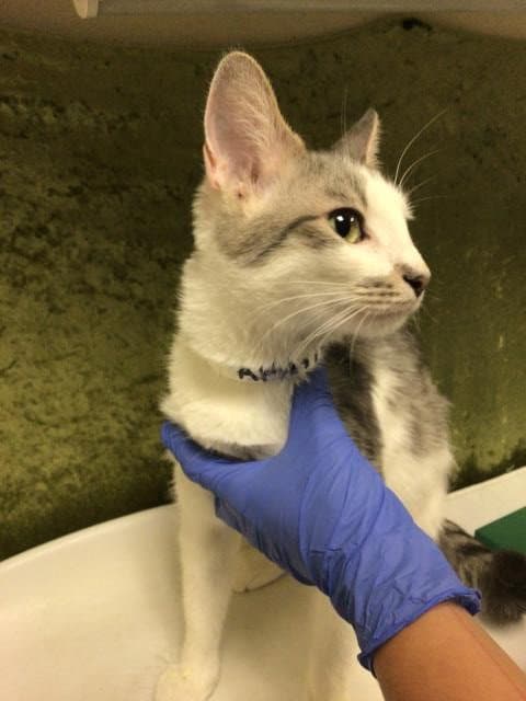 Rose - Domestic Short Hair