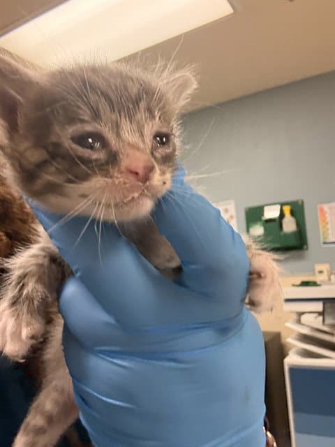 Hermoine - Domestic Short Hair