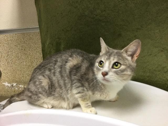Unknown - Domestic Short Hair