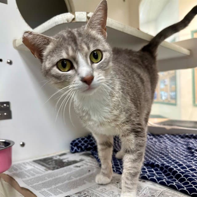 Unknown - Domestic Short Hair