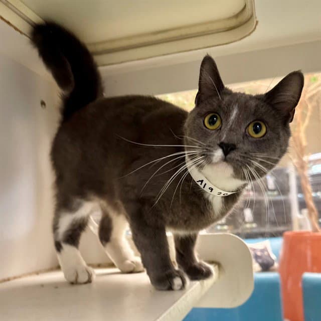 Peanut - Domestic Short Hair