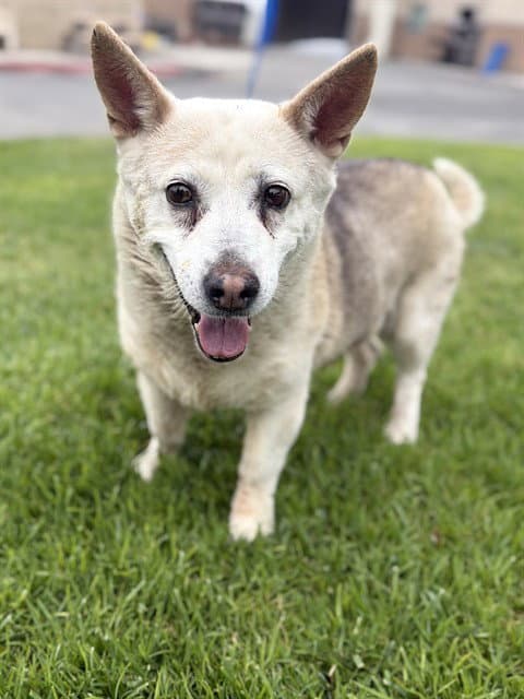 Jinorra - Cardigan Welsh Corgi