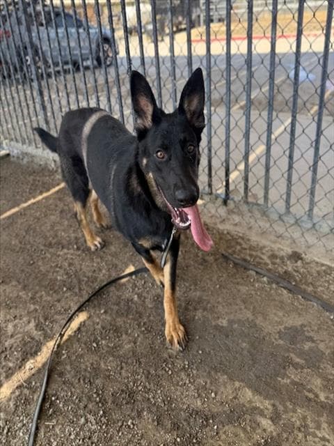 Baylee - German Shepherd Dog