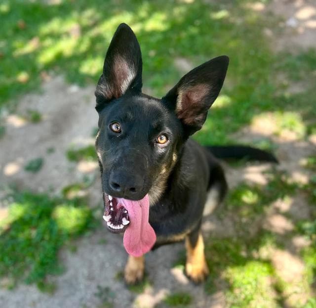 Baylee - German Shepherd Dog