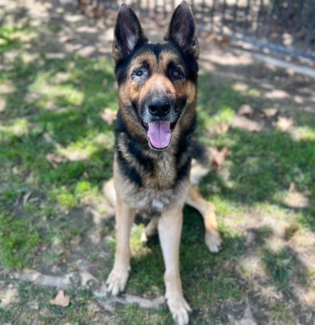 Draco - German Shepherd Dog
