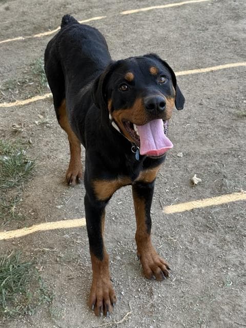 Bruce - Rottweiler