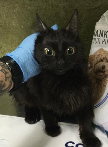 Unknown - Domestic Short Hair
