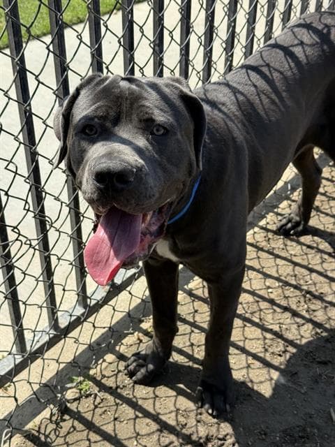 Saint - Cane Corso Mastiff