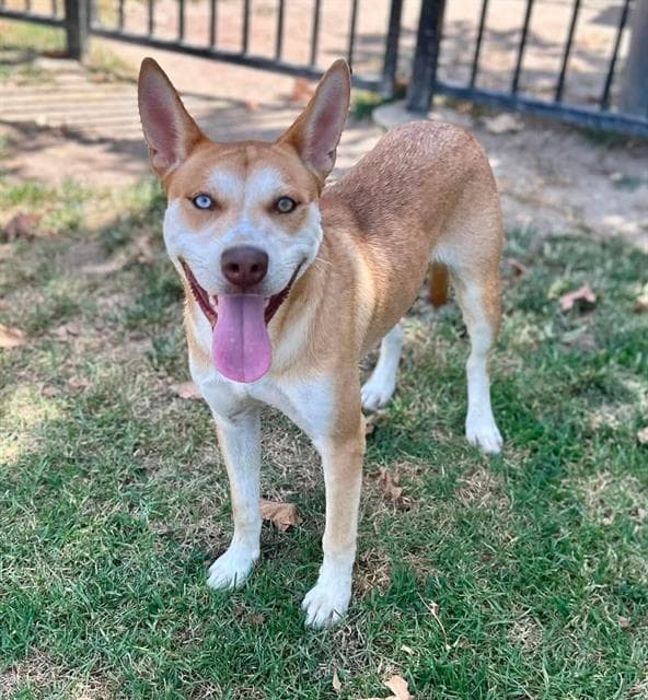 James - Siberian Husky