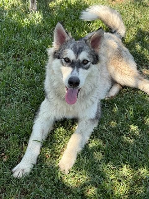 Unknown - Siberian Husky