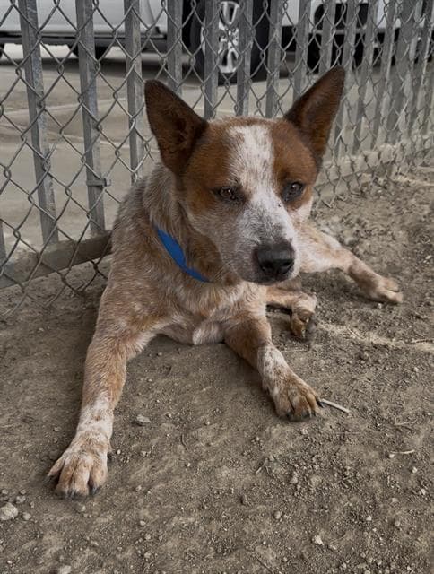 Unknown - Queensland Heeler