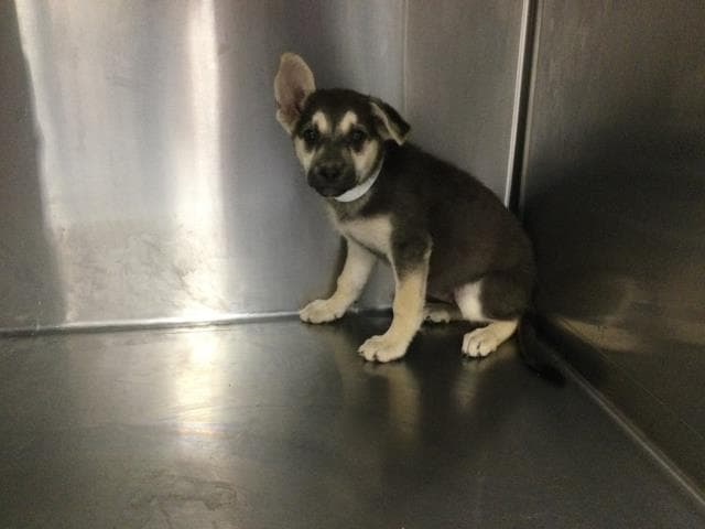 Pebble - German Shepherd Dog