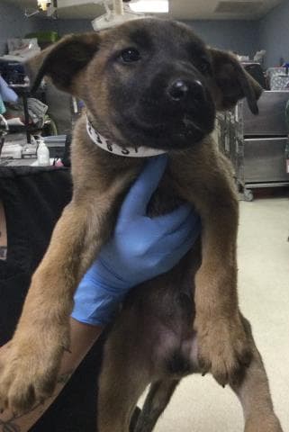 Lola - German Shepherd Dog