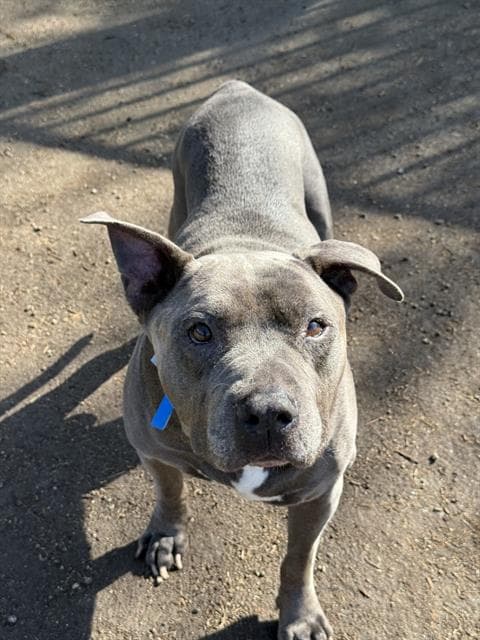 Humphrey - Pit Bull Terrier