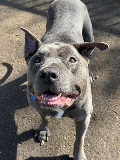Humphrey - Pit Bull Terrier