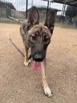 Xena image 1